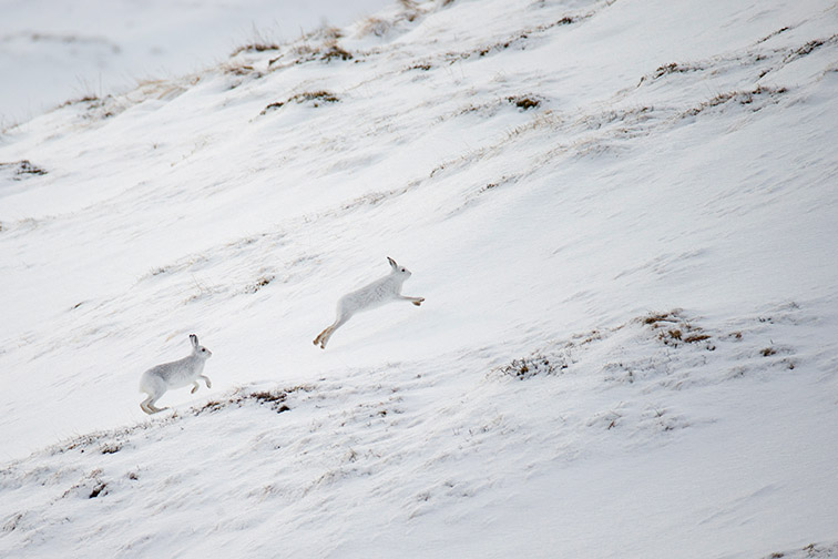Mountain Hare (Lepus timidus) two animals chasing across snow covered moorland